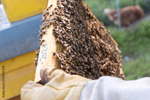 beekeeping