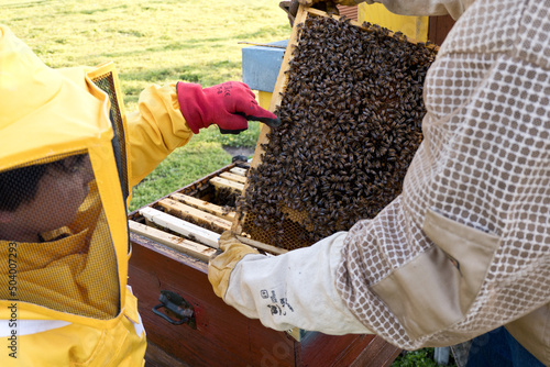 hive with bees