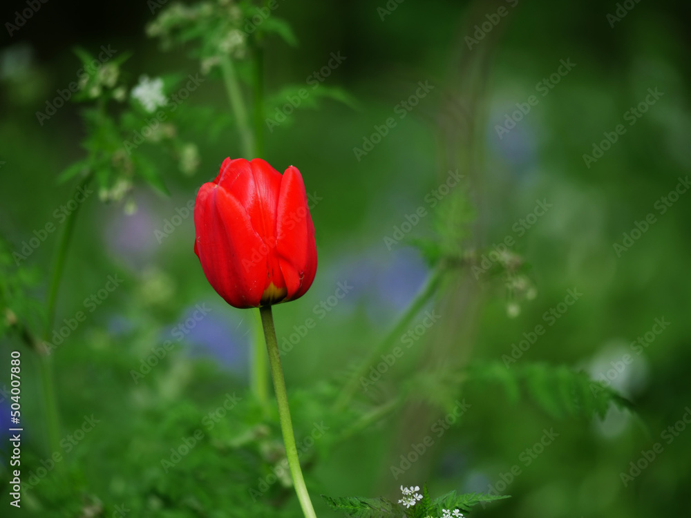 Single solitary red tulip grows in bracken woodland