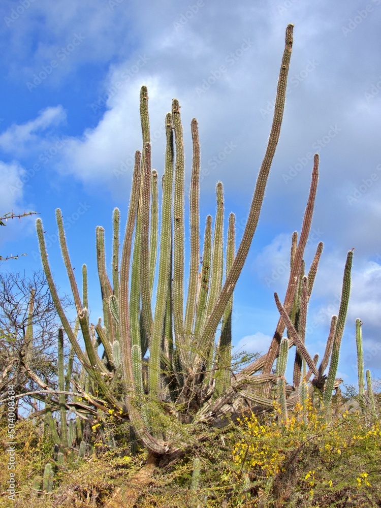 Kaktuswald