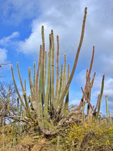 Kaktuswald