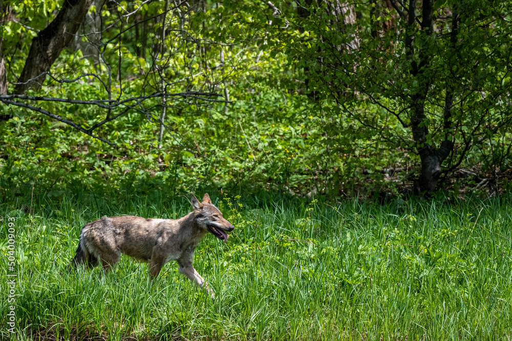 Grey Wolf (Canis lupus) in the forest Bieszczady Mountains, Carpathians, Poland. Grey Wolf (Canis lupus) in the forest Bieszczady Mountains, Carpathians, Poland.