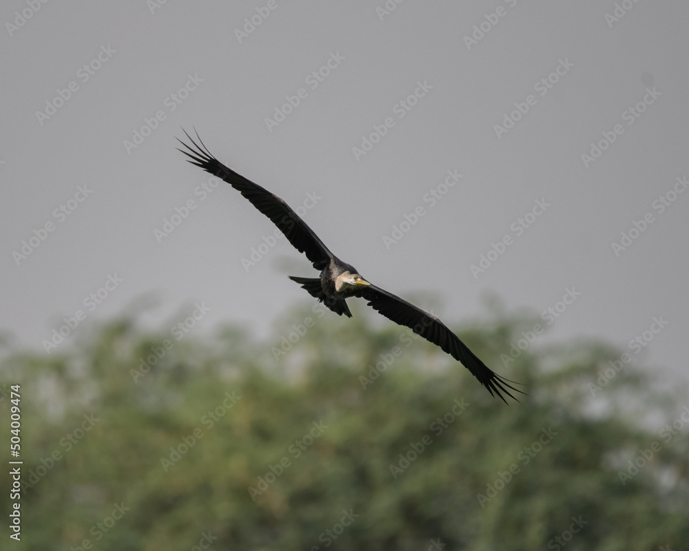 Indian Darter flying around a wetland trying to find a hunting ground Indian Darter flying around a wetland trying to find a hunting ground