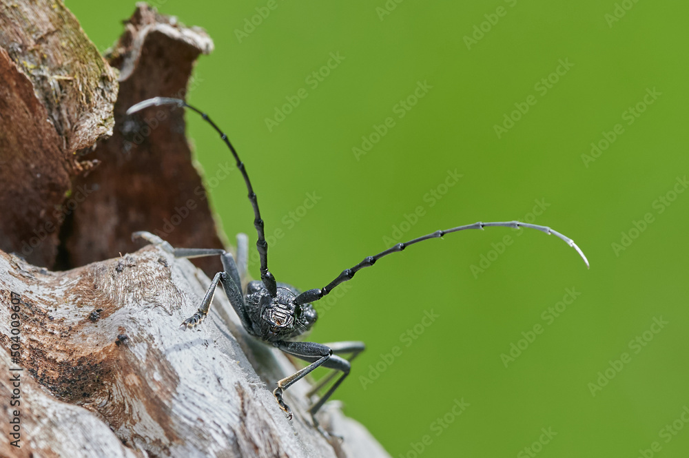 Cerambyx cerdo. Commonly known as the great capricorn beetle or cerambyx longicorn, is a species of beetle in family Cerambycidae
