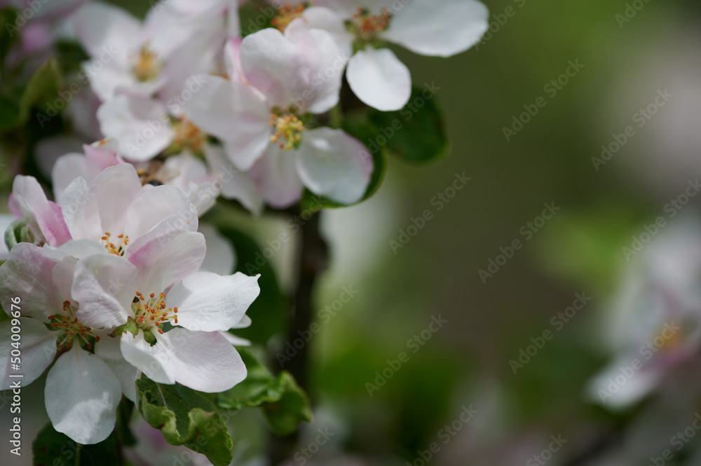 Spring flowers and leaves. Pink apple flowers. Blooming apple tree. Spring flowers and leaves. Pink apple flowers. Blooming apple tree.