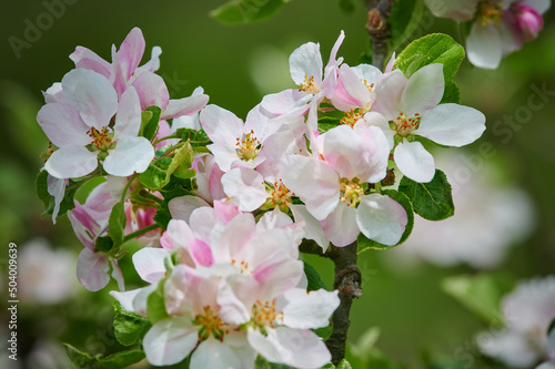 Blooming apple tree. Spring flowers and leaves. Pink apple flowers.