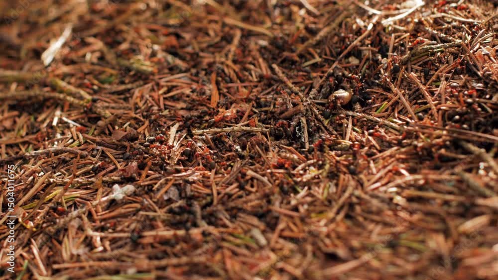 Red ants are building a house for themselves. Ants work in an anthill Red ants are building a house for themselves. Ants work in an anthill