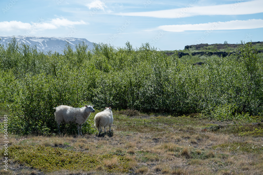 Fototapeta premium Schafe auf dem Weg zwischen Dimmuborgir und Grjotagja im Norden von Island. Eine Landschaft geprägt von Birken und Moose, Lava und Tuffstein.