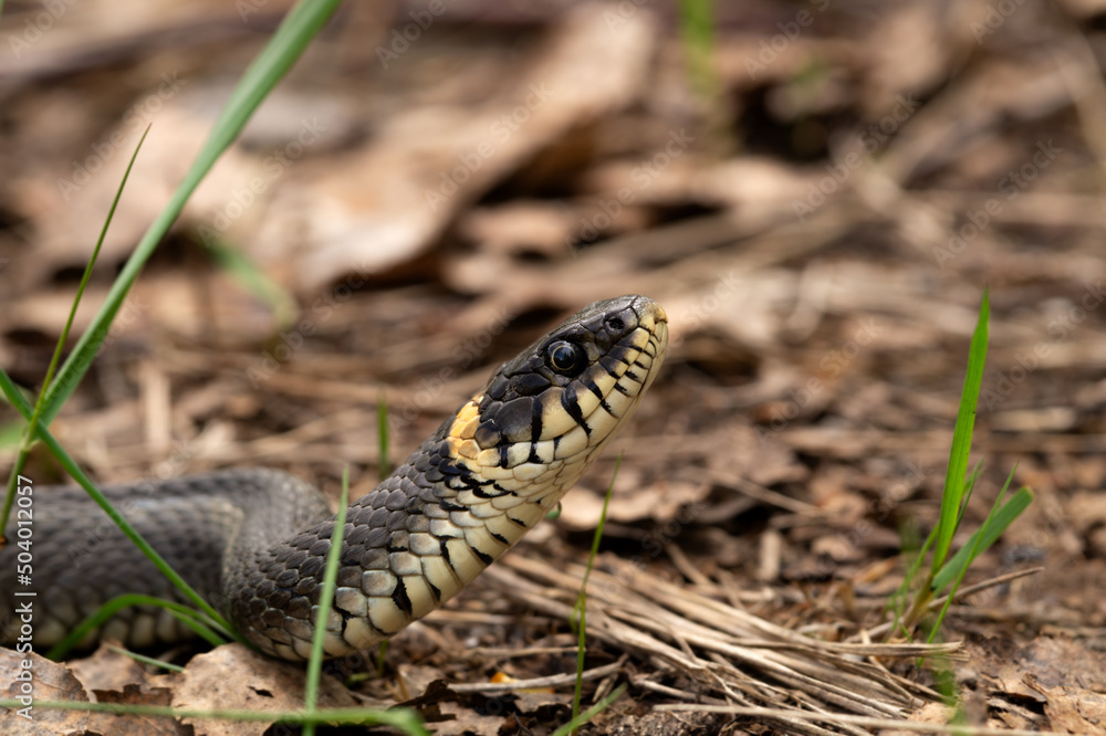 Already ordinary (Natrix natrix) among last year's foliage.Already with his head raised in a tense pose.A reptile in the wild. Already ordinary (Natrix natrix) among last year's foliage.Already with his head raised in a tense pose.A reptile in the wild.