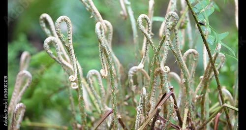 Sword fern fronds growing in spring