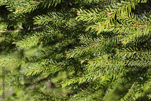 Spruce branch. Beautiful branch of spruce with needles. Christmas tree in nature. Green spruce. Spruce close up. 