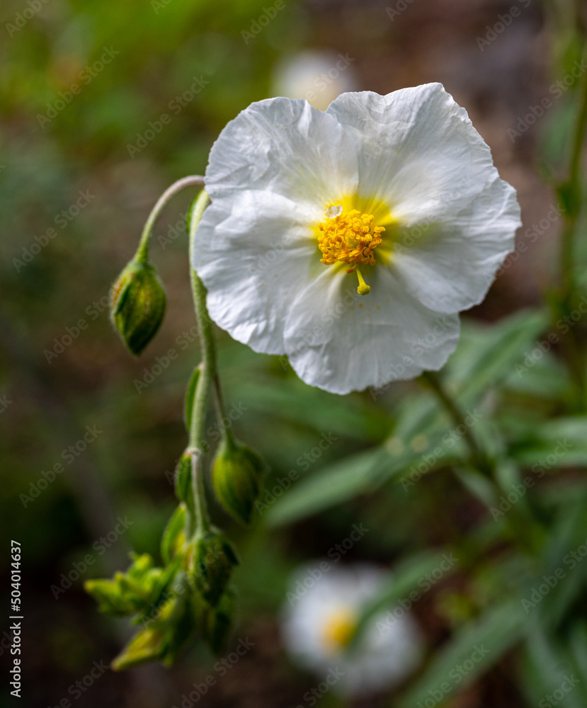 Obraz premium White Rock-rose (Helianthemum apenninum), Provence, Southern France, France, Europe