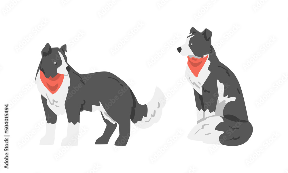 Border Collie as Herding Dog Breed with Thick Fur Wearing Red Neckcloth Sitting and Standing Vector Set