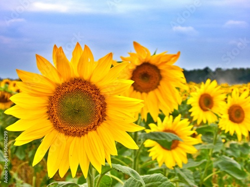 Sonnenblumenfeld © Peter