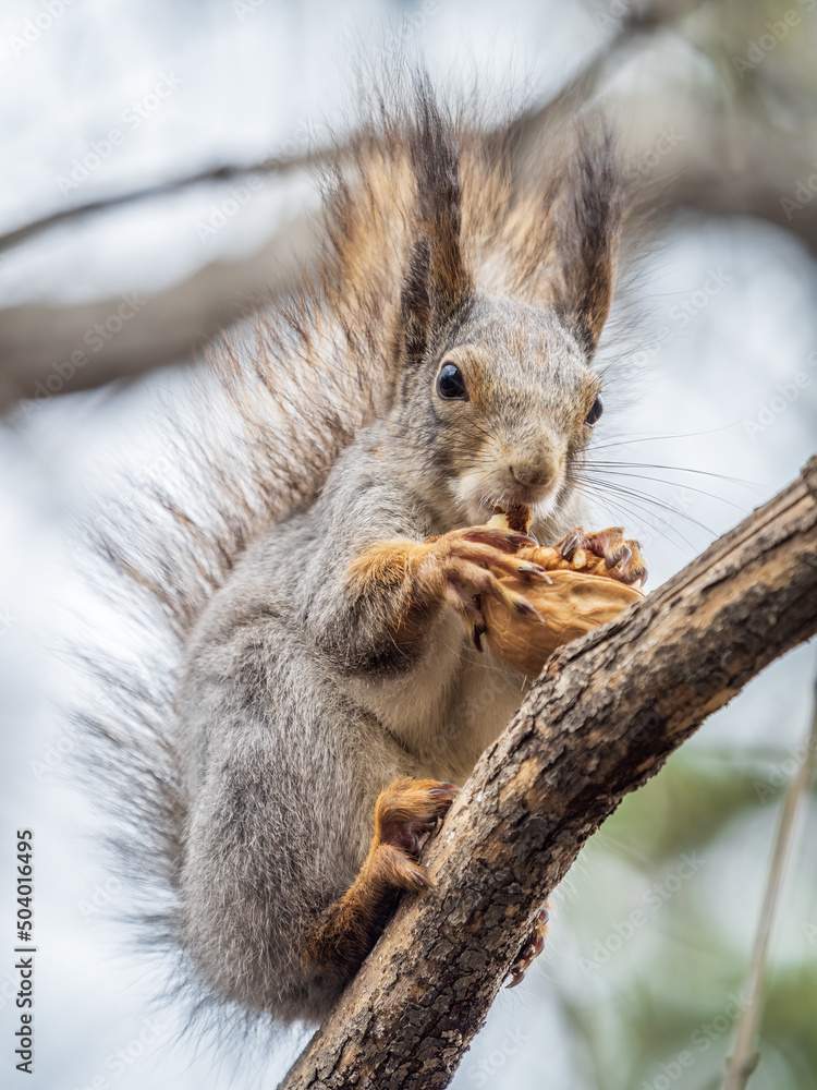 Fototapeta premium The squirrel with nut sits on a branches in the spring or summer.