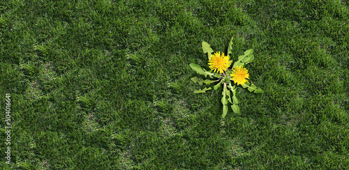 Yard weed problem as a dandelion flower and plant as a symbol of unwanted weeds on a green grass field as a symbol of herbicide use in the garden or gardening and landscaping concept. photo