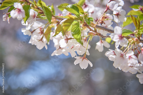 Photography Cherry blossom