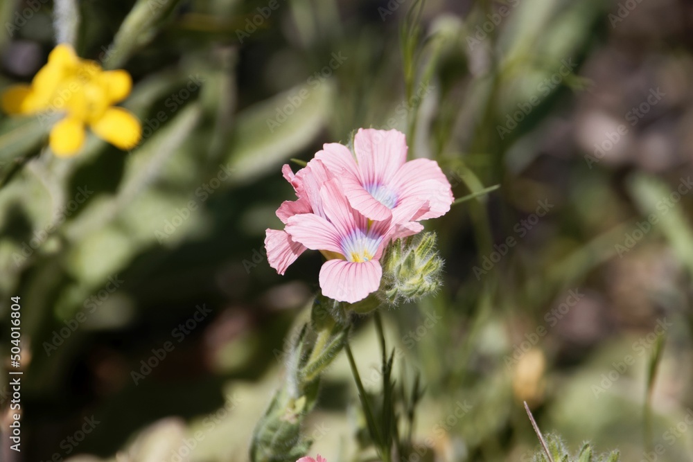 Hairy pink flax, Linum pubescens Hairy pink flax, Linum pubescens