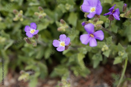 Purple rock cress, Aubrieta deltoidea