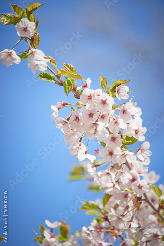 Photography Cherry blossom