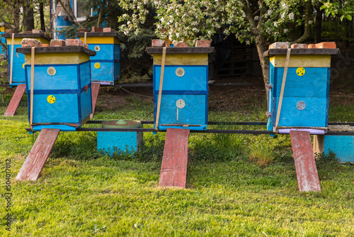 Hives in the garden on a sunny day, yellow-blue apiary.