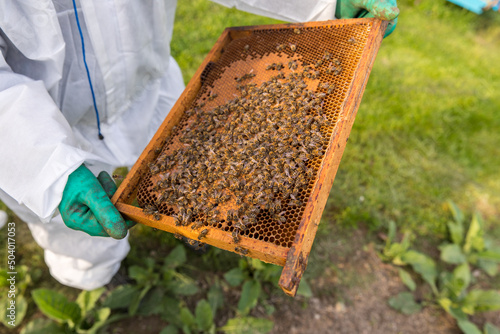 Beekeeping, brood frame during breeder's inspection.