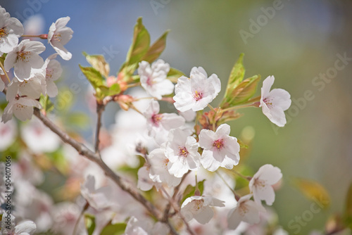 Cherry blossom © Eli