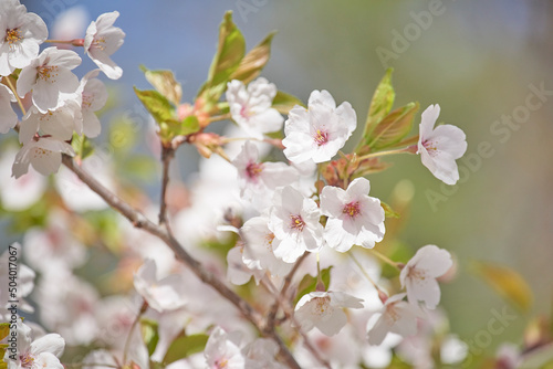 Wallpaper Mural Cherry blossom Torontodigital.ca