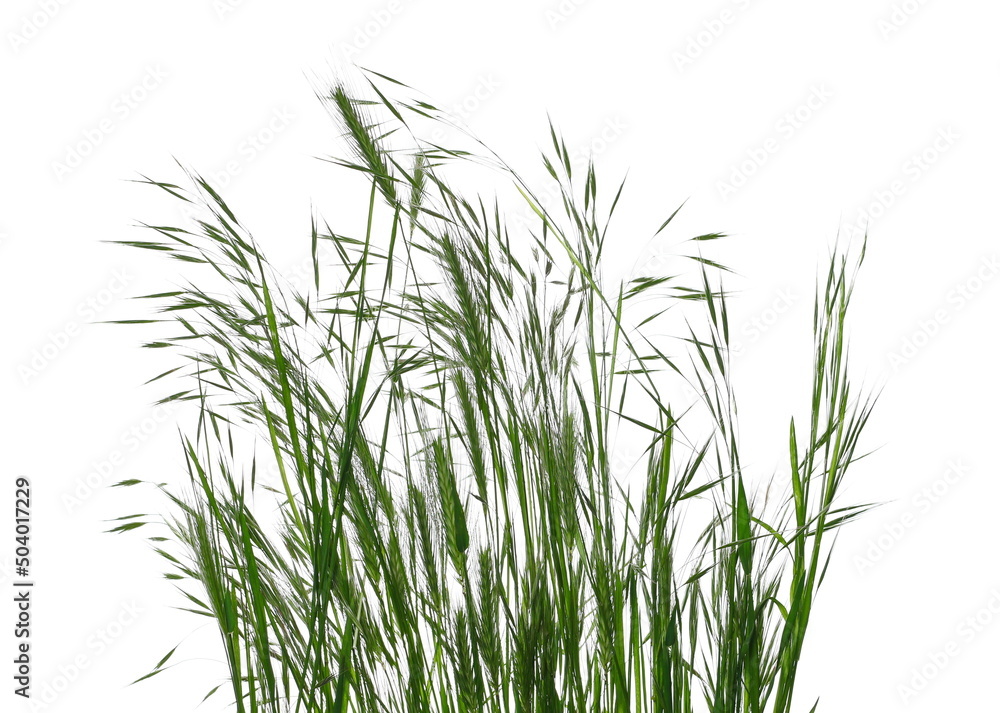 Naklejka premium Green grass isolated on white texture with clipping path