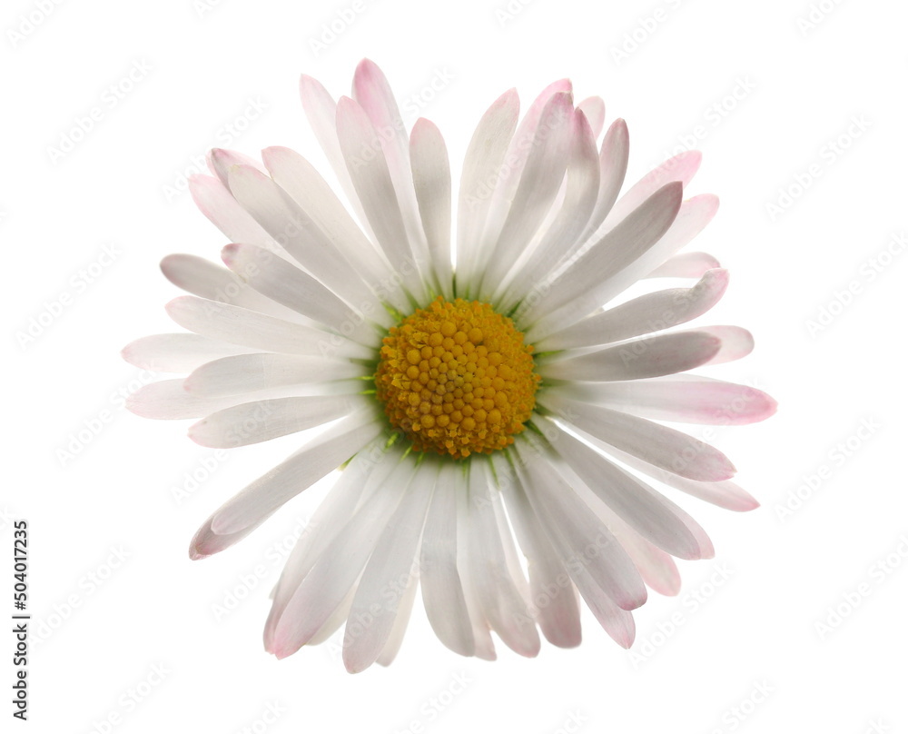 Daisy flower in spring isolated on white, clipping path Daisy flower in spring isolated on white, clipping path