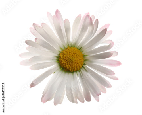 Daisy flower in spring isolated on white, clipping path