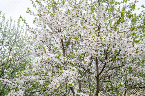 white blossoming tree, flowers bloom on branches, spring garden