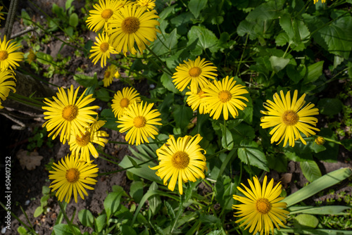 yellow daisies in the grass