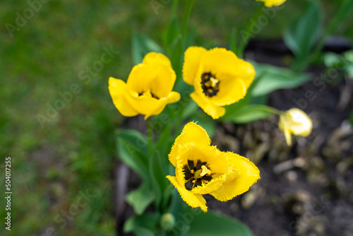 yellow tulips in the garden  top view