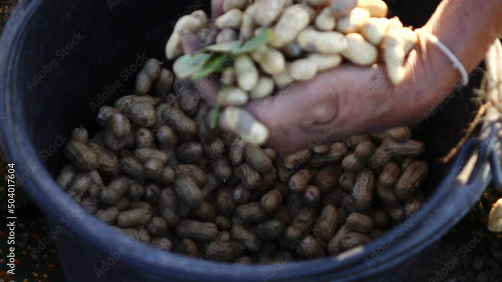 Close up farmer hand picking peanut in the plant Close up farmer hand picking peanut in the plant