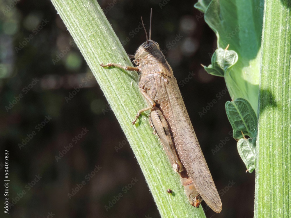 Close-up of a brown grasshopper on a plant stem Close-up of a brown grasshopper on a plant stem