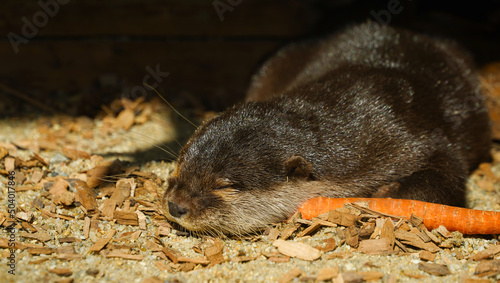 Otter. Otter sleeping at a zoo. Photo during the day.