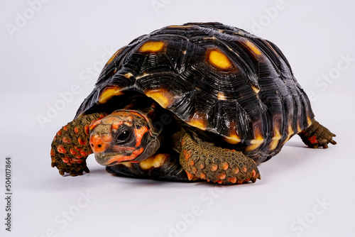 Jaboti - Tartaruga de patas vermelhas (Chelonoidis carbonarius) é uma espécie de tartaruga do norte da América do Sul. photo