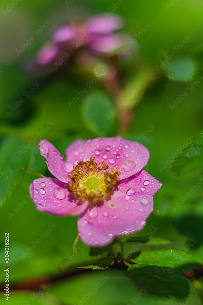 Flowers- soft focus effect. Depth of field Flowers- soft focus effect. Depth of field