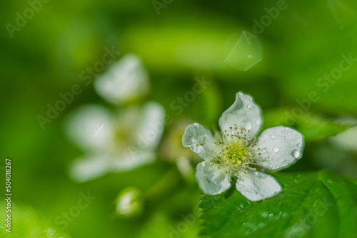 Flowers- soft focus effect. Depth of field