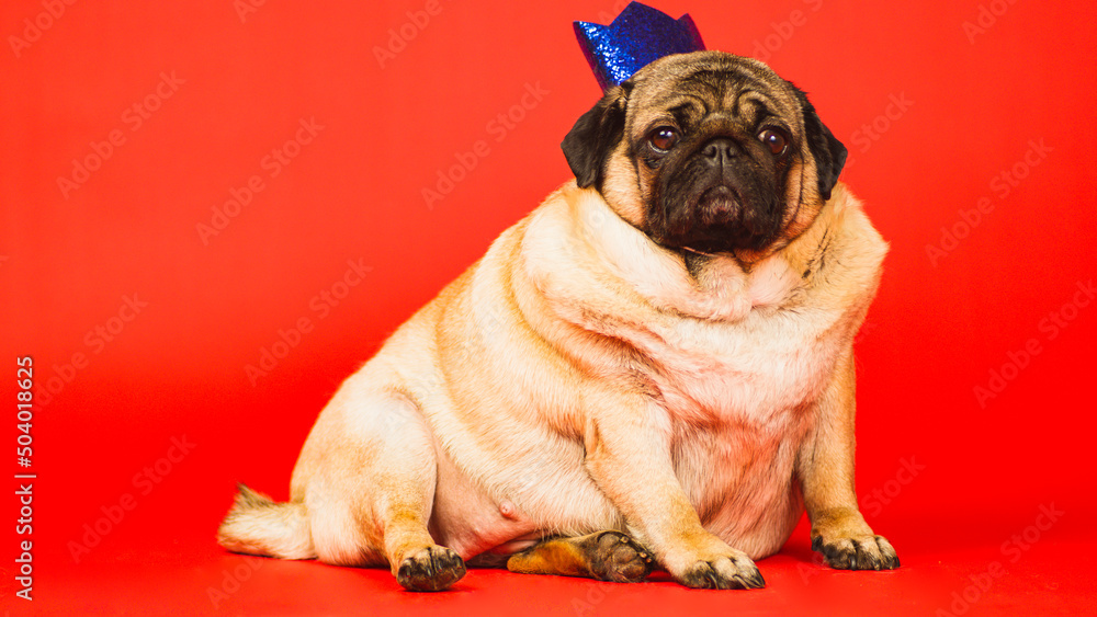Obraz premium Cute dog with crown on head. Pug with blue crown posing on red background.
