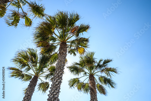 Espagne Costa Dorada plage sable palmier vacances tropical