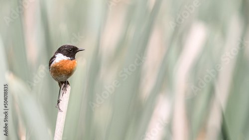 A beautiful European Stonechat is enjoying this beautiful day.