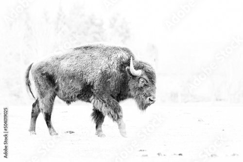 A black and white portrait of a beautiful special American bison.