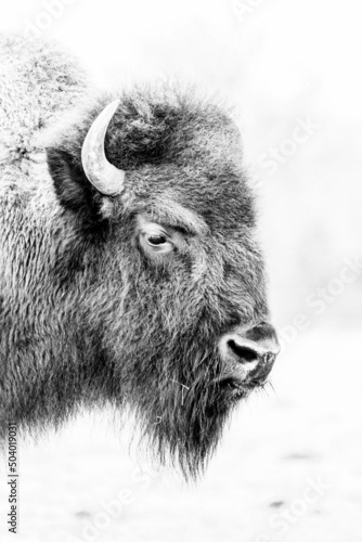 A black and white portrait of a beautiful special American bison.