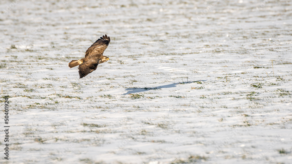 Fototapeta premium The buzzard enjoys a beautiful winter sunset.