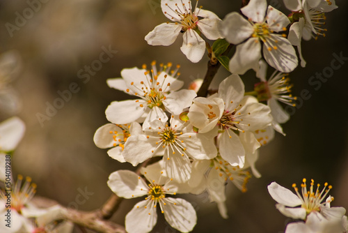 Kwitnące drzewo , śliwa . Wiosenna eksplozja kwiatów drzew owocowych . Totus floreo !!