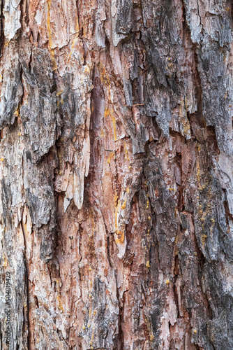 Bark texture and background of a old fir tree trunk. Detailed bark texture. Natural background