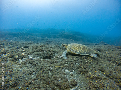 Green turtle on the sea floor, tropical paradise, Reunion island, France.