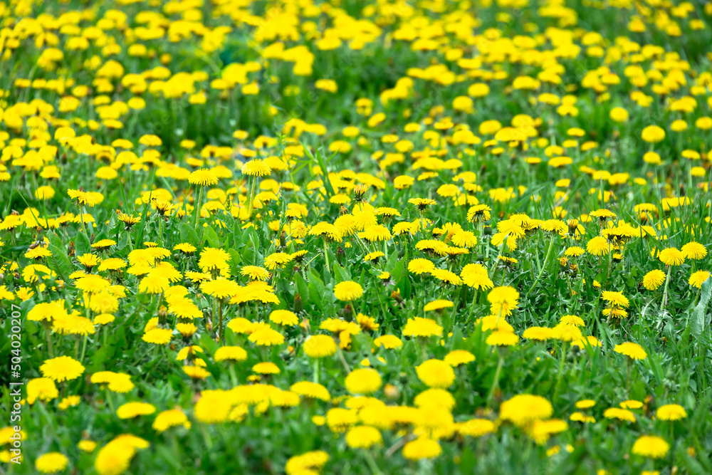 Fototapeta premium Large field with yellow dandelions.